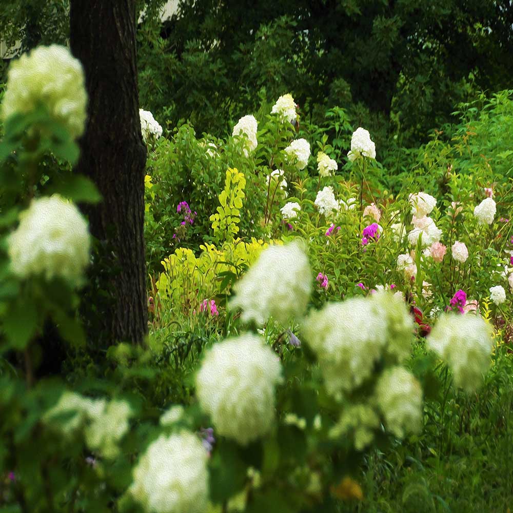 Bucket Hats, Limelight Hydrangeas in My Rubio Garden