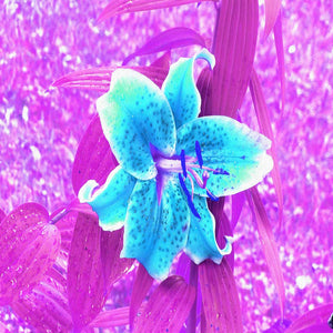 Hoodies for Women, Pretty Aqua Blue Stargazer Lily on Purple
