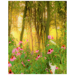 Posters, Golden Sunrise with Pink Coneflowers in My Garden - Vertical