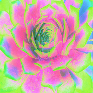 Lime Green and Pink Succulent Sedum Rosette Original Design