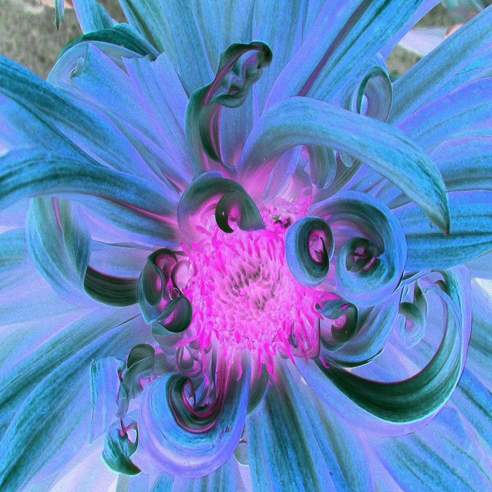 Beanie Hats - Festive Blue and Hot Pink Dahlia Flower Petals