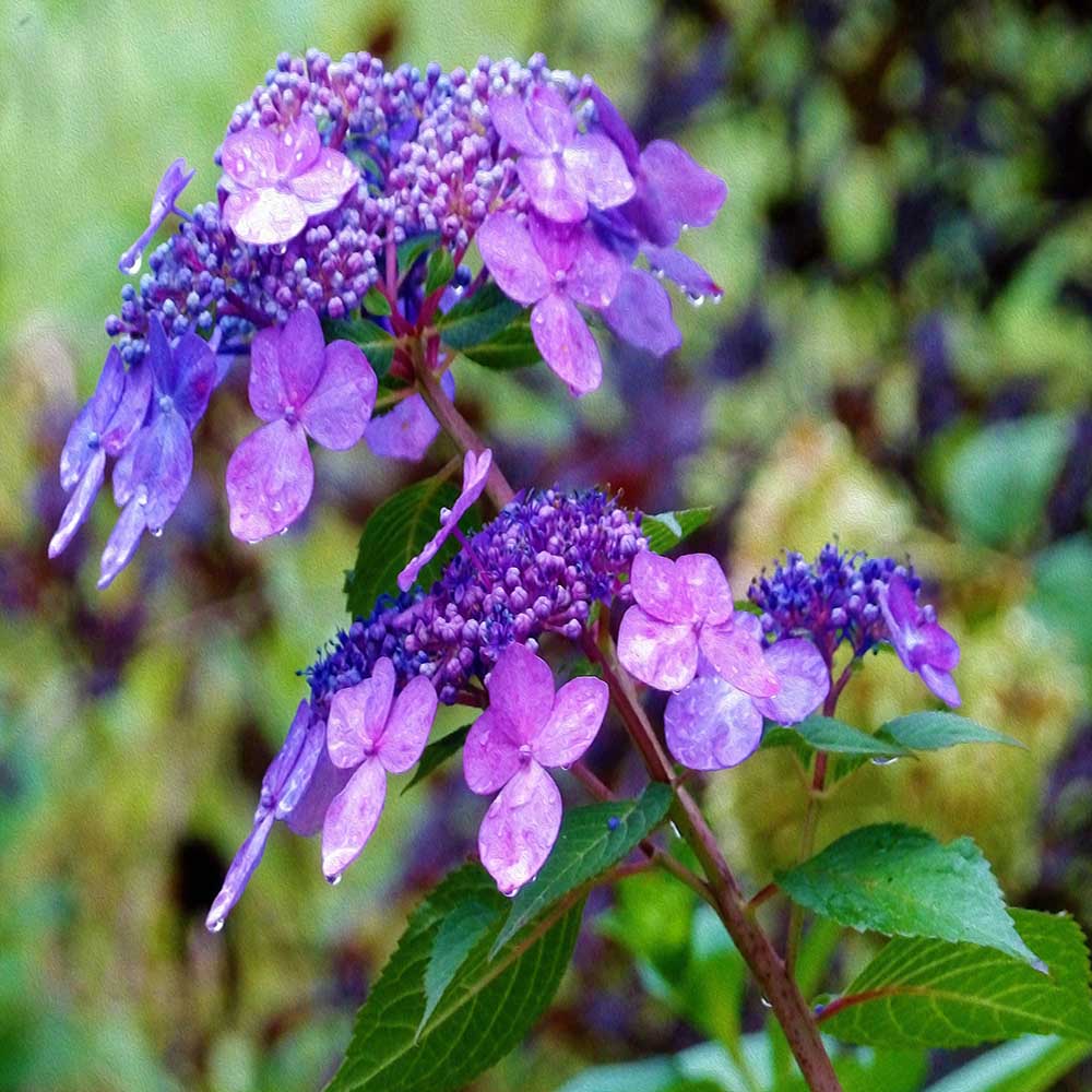 Car Seat Covers for Women, Purple Twist and Shout Hydrangea Flower