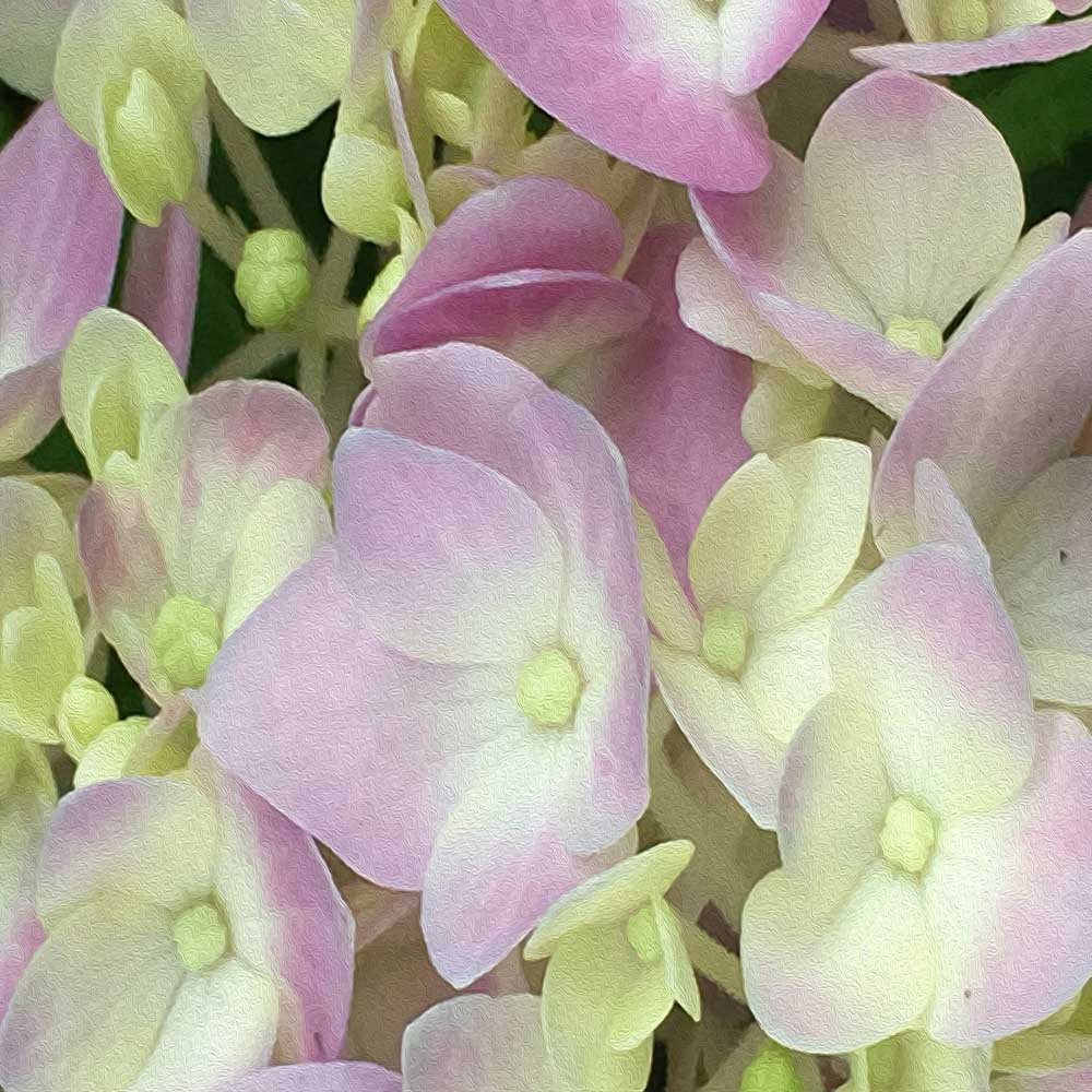 Bucket Hats, Antique White and Dusty Pink Hydrangea Petals