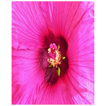 Posters, Deep Pink and Crimson Hibiscus Flower Macro - Vertical