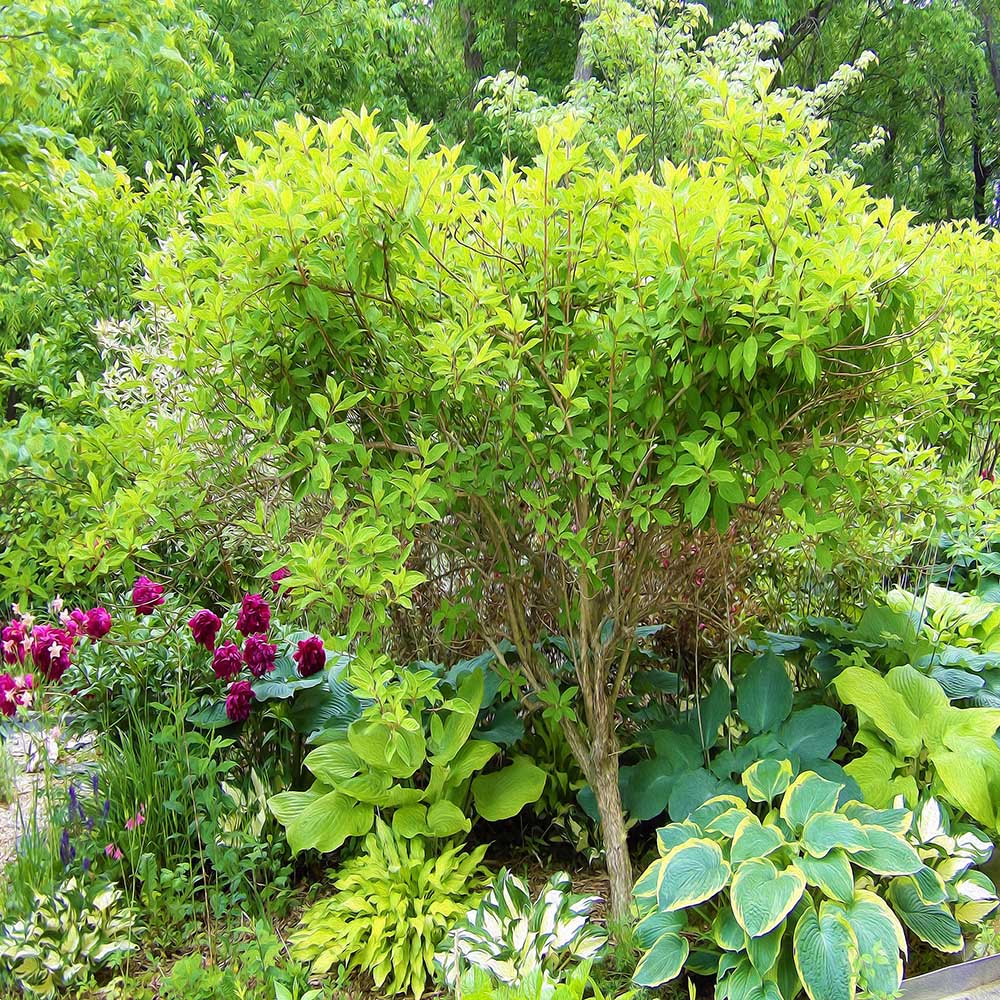 Floral Yoga Shorts, Beautiful Green Garden Landscape with Hostas