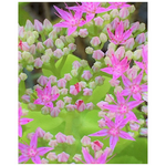 Posters, Hot Pink Succulent Sedum with Fleshy Green Leaves - Vertical