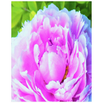 Posters, Stunning Double Pink Peony Flower Detail - Vertical