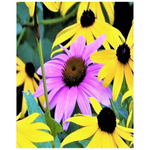 Posters, Yellow Rudbeckia Flowers One Pink Coneflower - Vertical