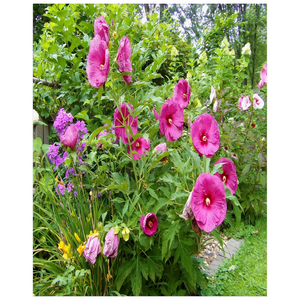 Floral Posters, Beautiful Deep Pink Hibiscus in the Garden