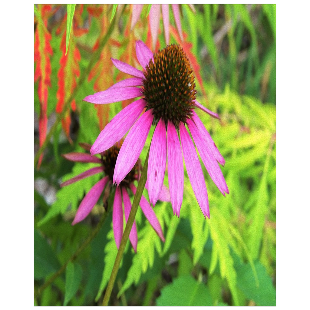 Colorful Garden Posters, Purple Coneflower with Stunning Green Foliage