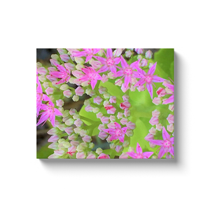 Canvas Wraps, Hot Pink Succulent Sedum with Fleshy Green Leaves