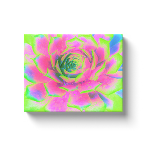Canvas Wraps, Lime Green and Pink Succulent Sedum Rosette