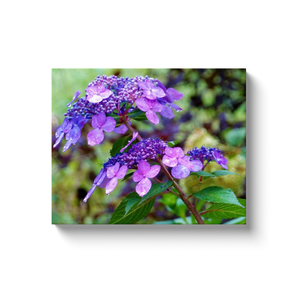Canvas Wraps, Purple Twist and Shout Hydrangea Flower
