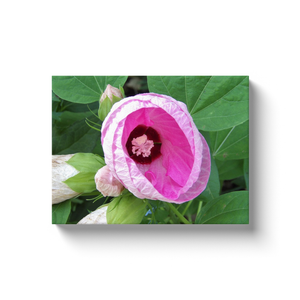 Canvas Wrapped Art Prints, Pretty Luna Pink Swirl Hibiscus in the Garden