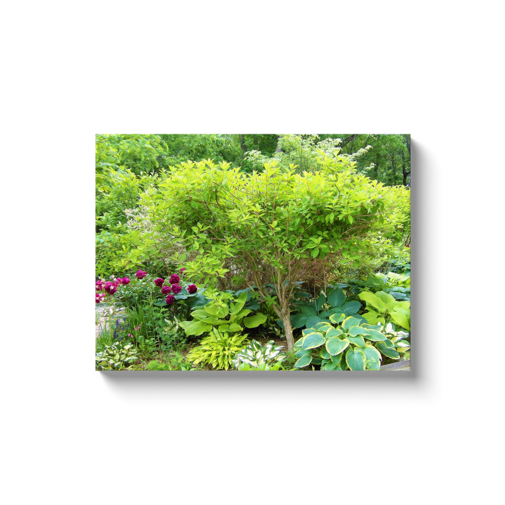 Canvas Wrapped Art Prints, Beautiful Green Garden Landscape with Hostas