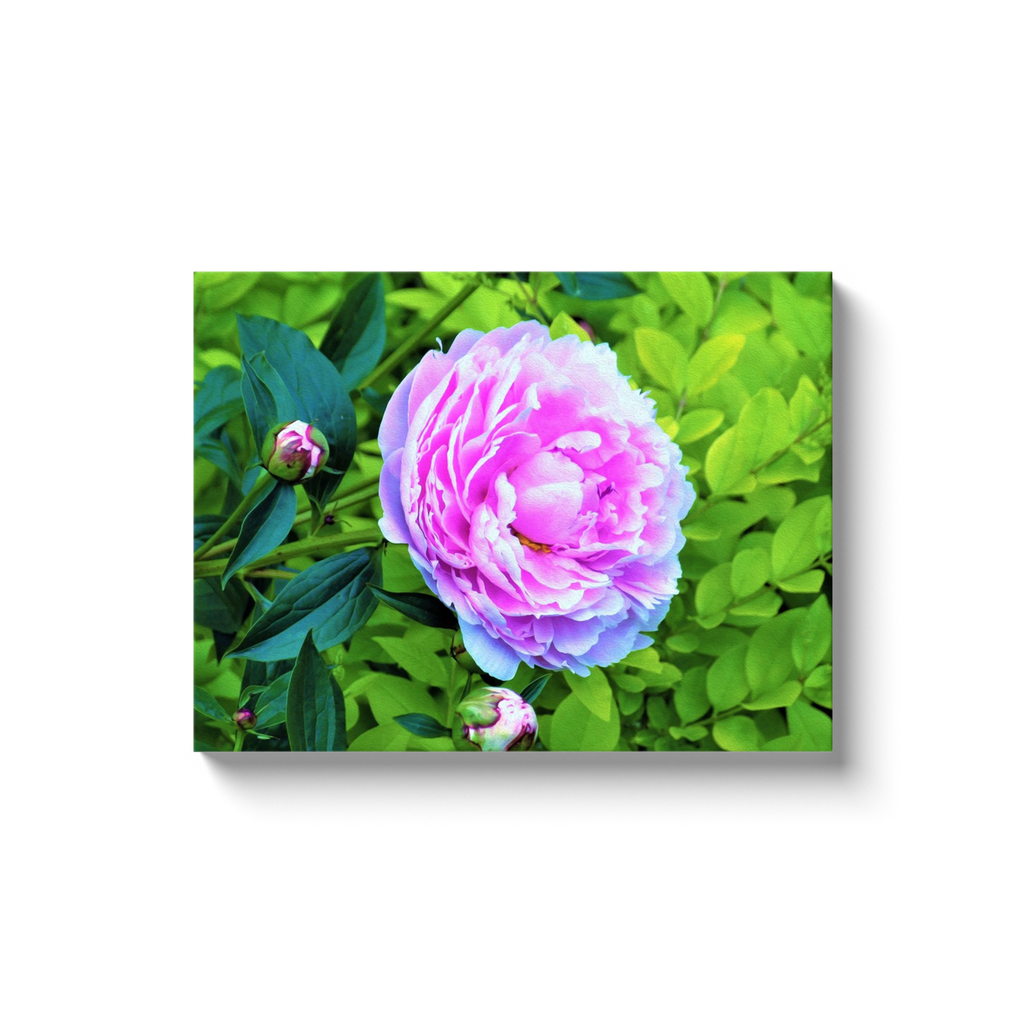 Canvas Wrapped Art Prints, Pink Peony and Golden Privet Hedge Garden