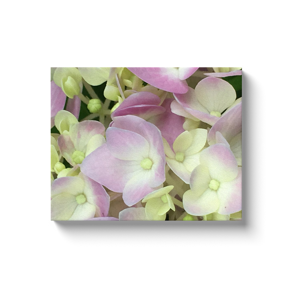 Canvas Wraps, Antique White and Dusty Pink Hydrangea Petals