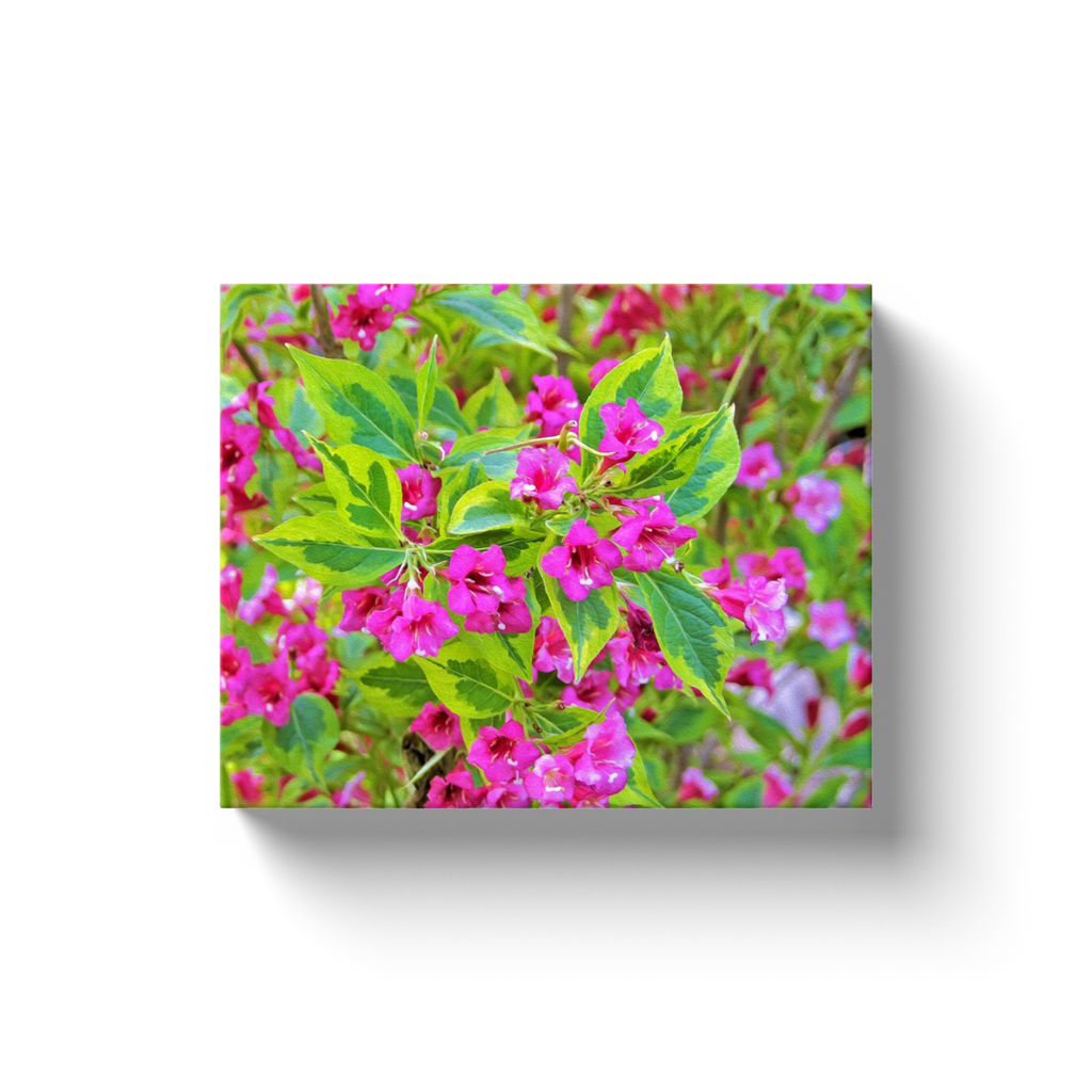 Canvas Wrapped Art Prints, Beautiful Green Weigela with Crimson Flowers