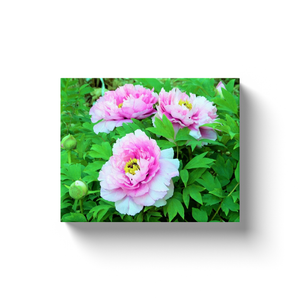 Canvas Wrapped Art Prints, Elegant Pink Tree Peony Flowers with Yellow Centers