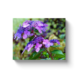 Canvas Wraps, Purple Twist and Shout Hydrangea Flower