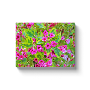 Canvas Wrapped Art Prints, Beautiful Green Weigela with Crimson Flowers