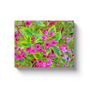Canvas Wrapped Art Prints, Beautiful Green Weigela with Crimson Flowers