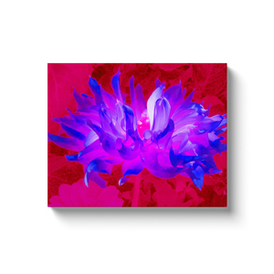 Canvas Wraps, Stunning Violet Blue and Hot Pink Cactus Dahlia