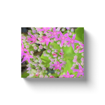 Canvas Wraps, Hot Pink Succulent Sedum with Fleshy Green Leaves