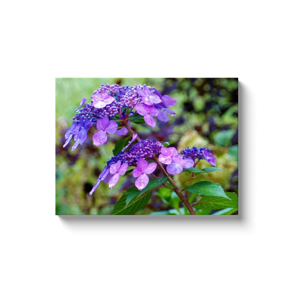 Canvas Wraps, Purple Twist and Shout Hydrangea Flower