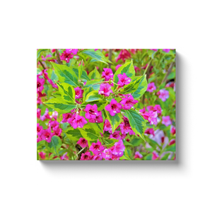 Canvas Wrapped Art Prints, Beautiful Green Weigela with Crimson Flowers