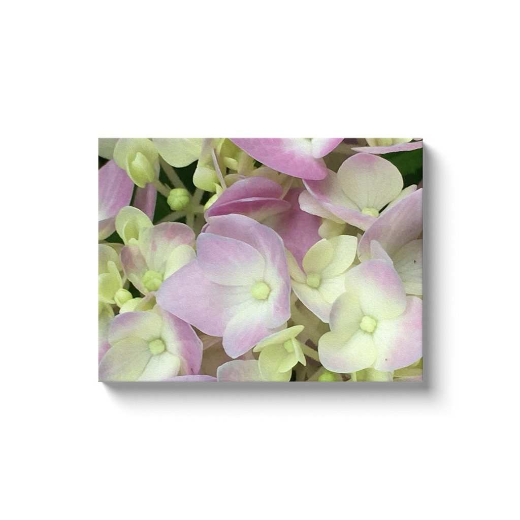 Canvas Wraps, Antique White and Dusty Pink Hydrangea Petals