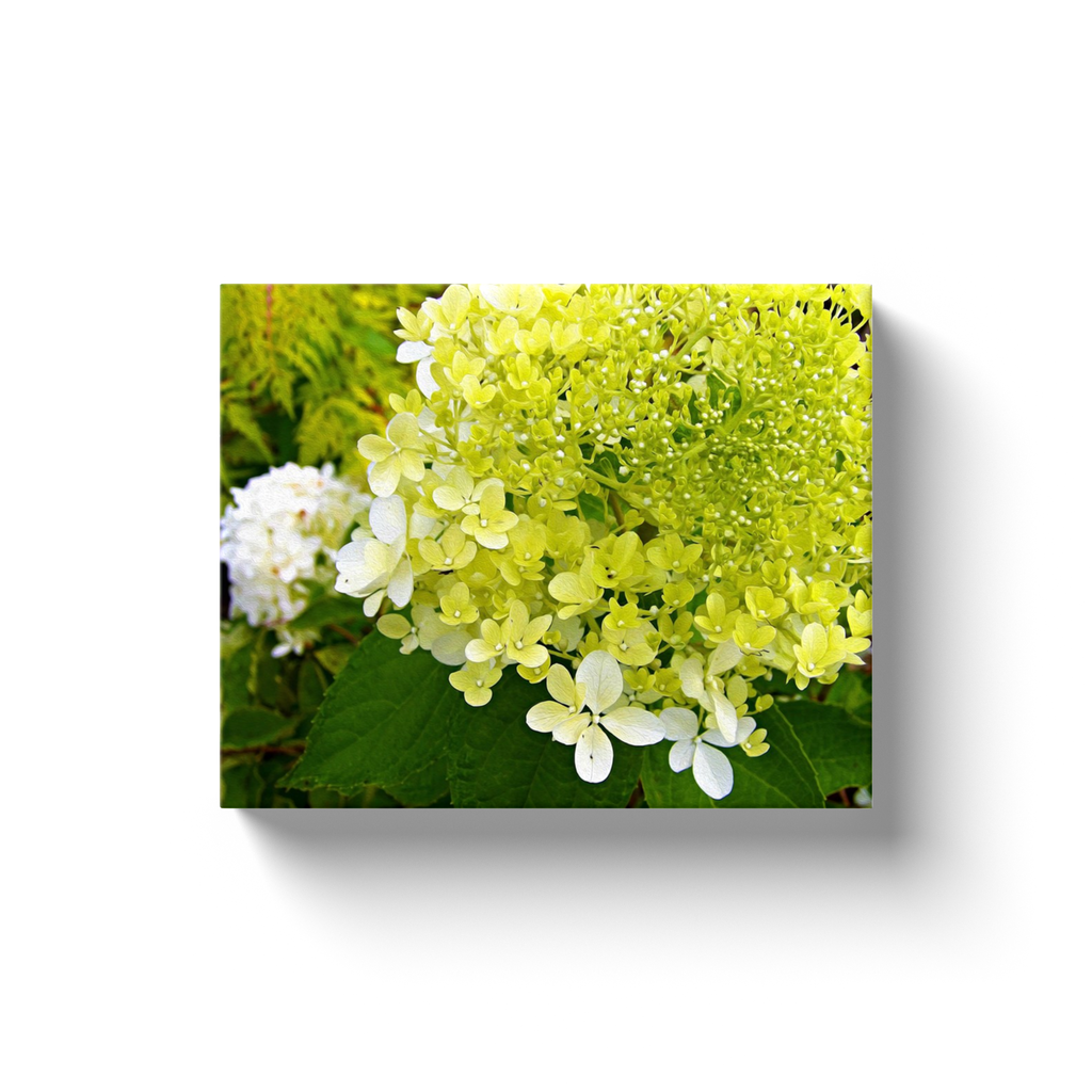 Canvas Wrapped Art Prints, Elegant Chartreuse Green Limelight Hydrangea