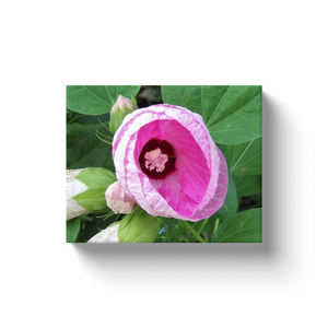 Canvas Wrapped Art Prints, Pretty Luna Pink Swirl Hibiscus in the Garden