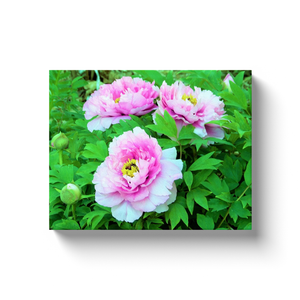 Canvas Wrapped Art Prints, Elegant Pink Tree Peony Flowers with Yellow Centers