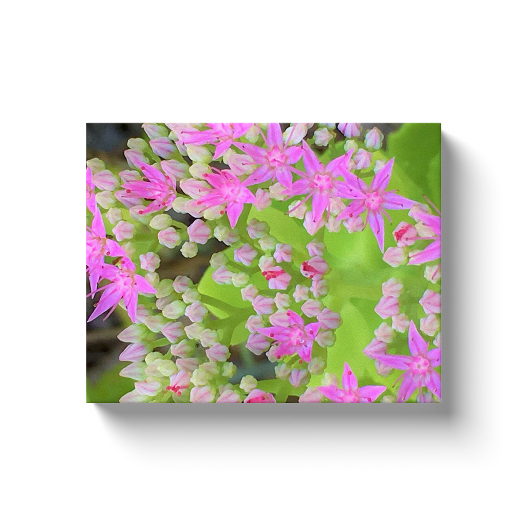 Canvas Wraps, Hot Pink Succulent Sedum with Fleshy Green Leaves