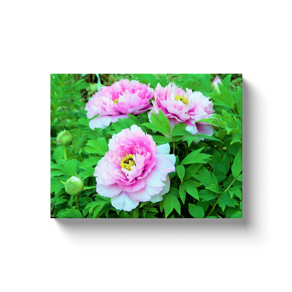 Canvas Wrapped Art Prints, Elegant Pink Tree Peony Flowers with Yellow Centers