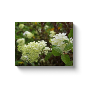 Canvas Wrapped Art Prints, Lovely Ivory White Hydrangea Blooms in the Garden