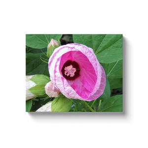 Canvas Wrapped Art Prints, Pretty Luna Pink Swirl Hibiscus in the Garden