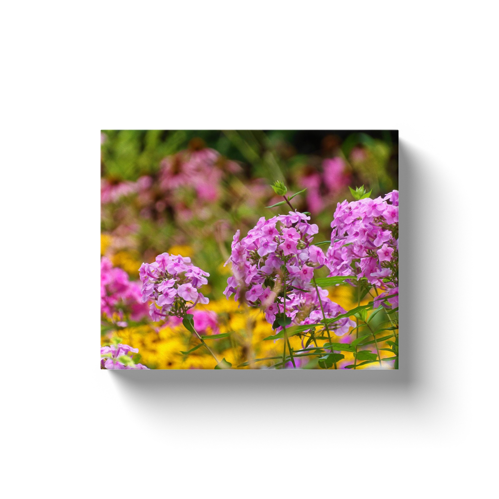 Canvas Wraps, Pretty Pink Flowers in the Golden Garden