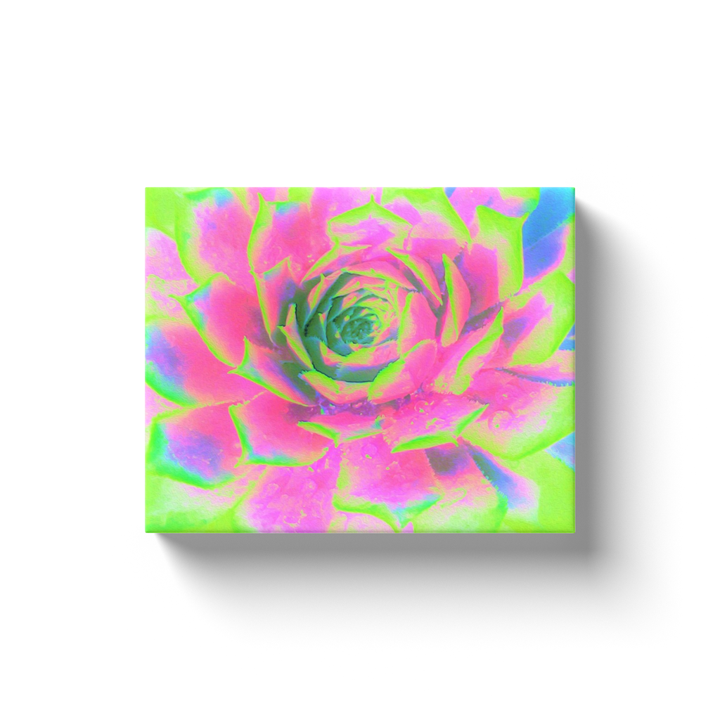 Canvas Wraps, Lime Green and Pink Succulent Sedum Rosette