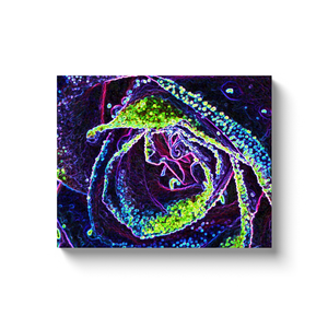 Canvas Wrapped Art Prints, Graphic Black White Blue and Green Rose Detail