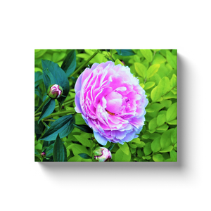Canvas Wrapped Art Prints, Pink Peony and Golden Privet Hedge Garden
