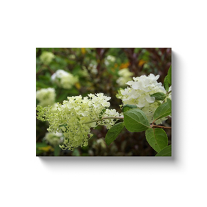 Canvas Wrapped Art Prints, Lovely Ivory White Hydrangea Blooms in the Garden