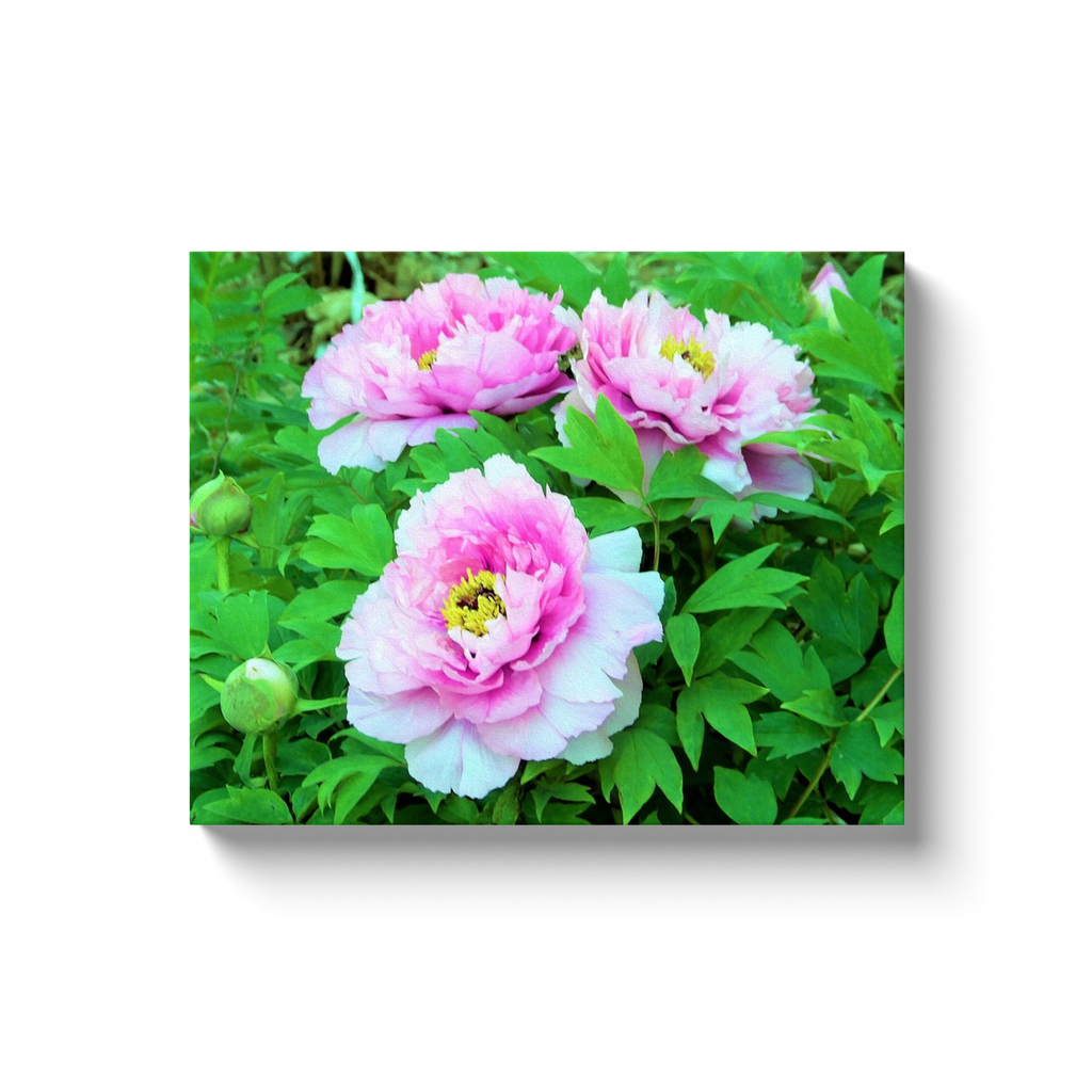 Canvas Wrapped Art Prints, Elegant Pink Tree Peony Flowers with Yellow Centers