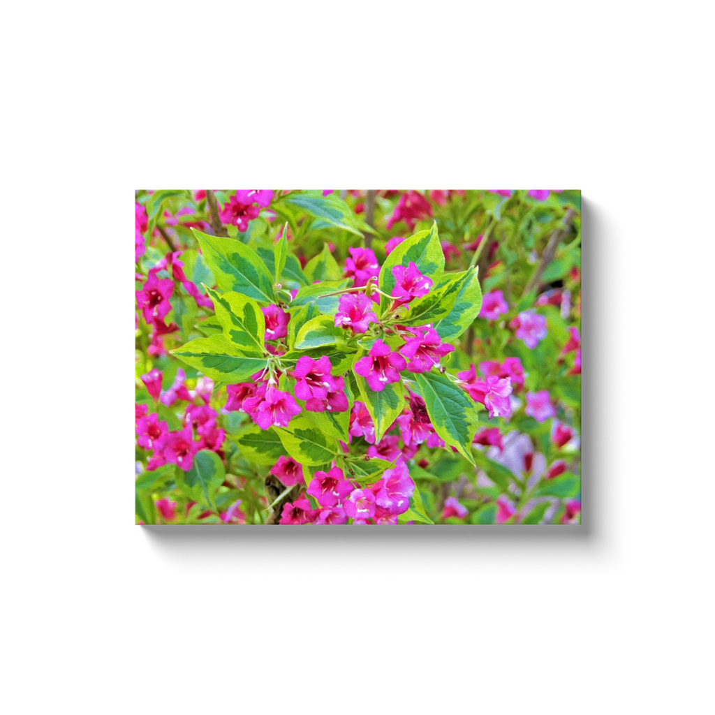 Canvas Wrapped Art Prints, Beautiful Green Weigela with Crimson Flowers