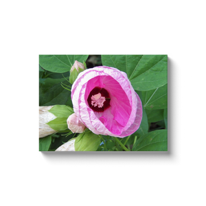 Canvas Wrapped Art Prints, Pretty Luna Pink Swirl Hibiscus in the Garden
