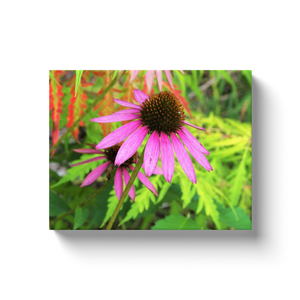 Canvas Wraps, Purple Coneflower with Stunning Green Foliage